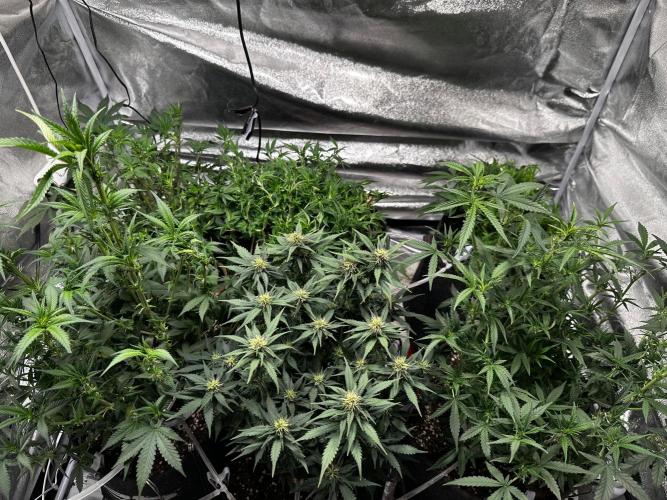 Sour banana wine. Week 6 - 10/03 day 40 after defo