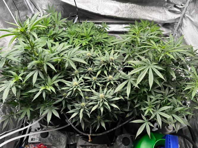 Sour banana wine. Week 6 - 10/03 day 40 before defo