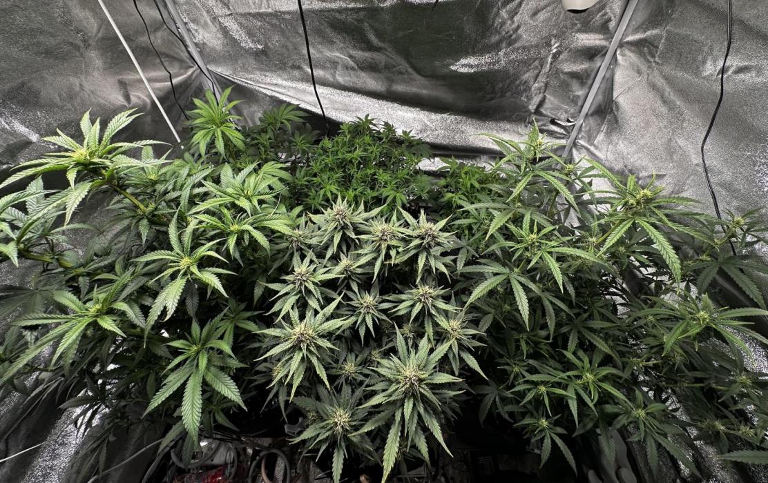 Sour banana wine. Week 7 - 14/03 day 44