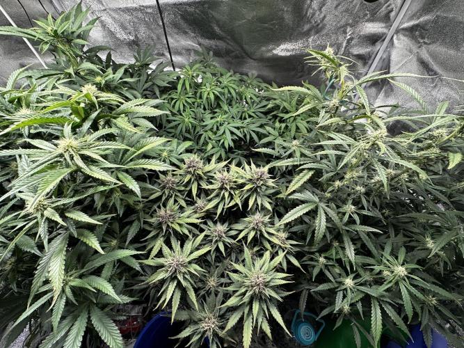 Sour banana wine. Week 8 - 21/03 day 51