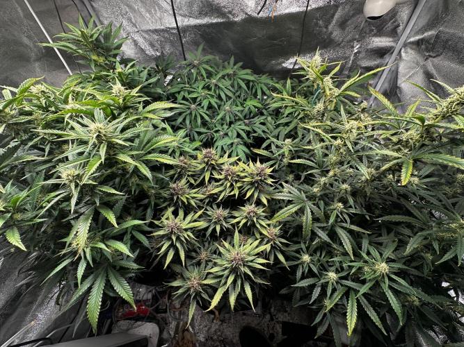 Sour banana wine. Week 8 - 24/03 day 54