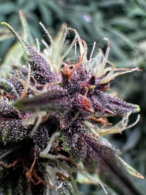 Sour banana wine. Week 8 - 24/03 day 54