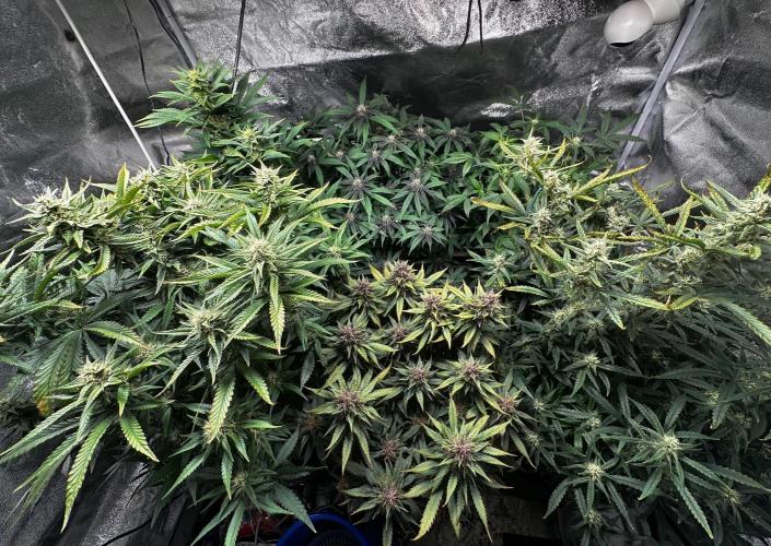 Sour banana wine. Week 9 - 27/03 day 57
