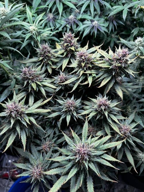 Sour banana wine. Week 9 - LSD