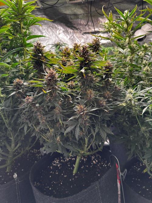 Sour banana wine. Week 9 - LSD