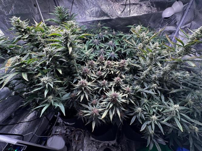 Sour banana wine. Week 9 - 30/03 day 60
