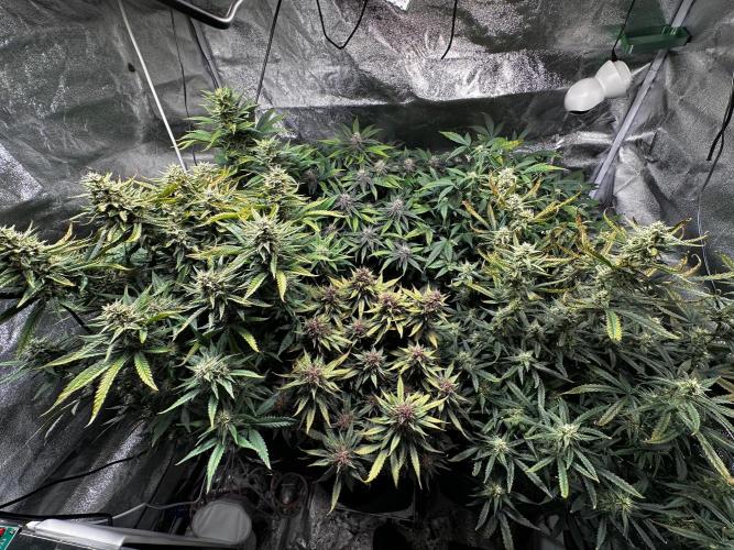 Sour banana wine. Week 9 - 02/04 day 63
