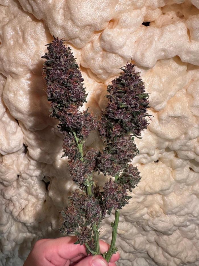 Sour banana wine. Week 10 - 06/04 day 67
