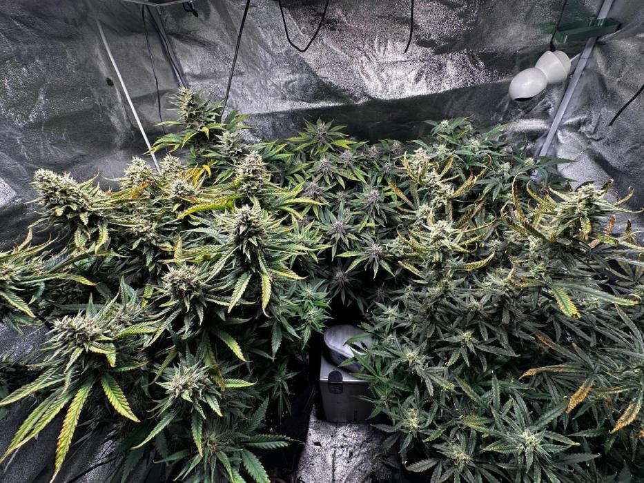 Sour banana wine. Week 10 - 08/04 day 69
