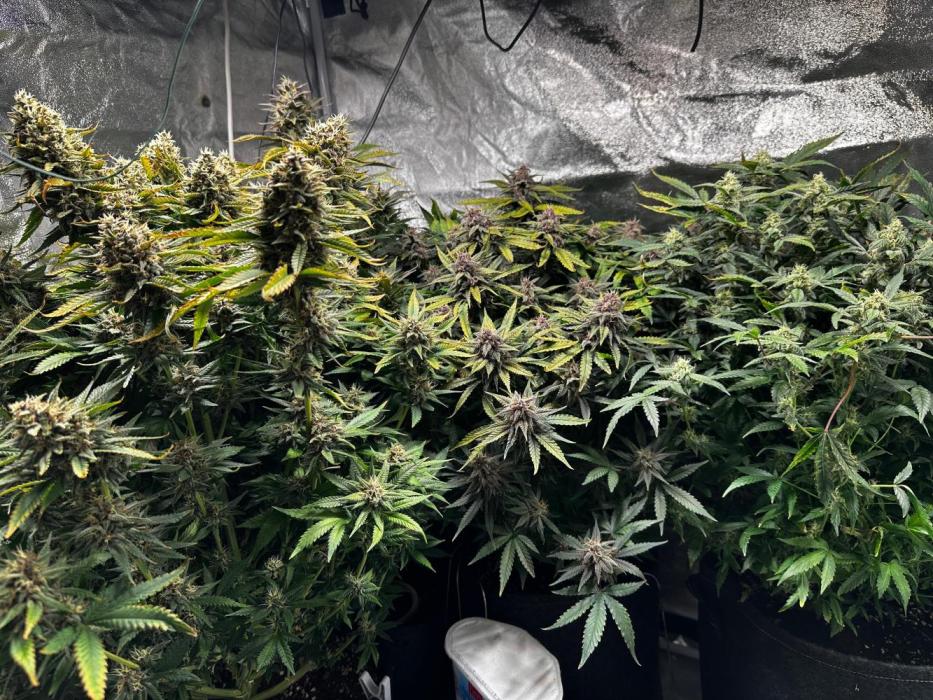Sour banana wine. Week 11 - Day 75 14/04