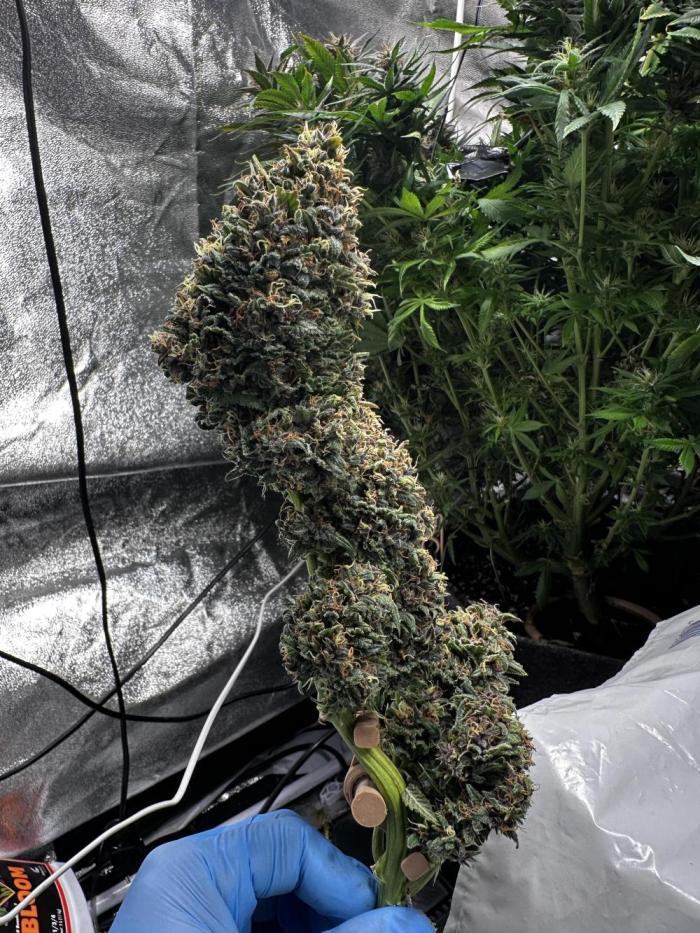 Sour banana wine. Week 12 - The main cola. Champ