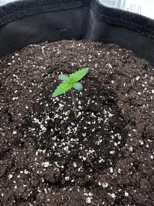 Papaya Sherbet. Week 1 - 21/06 day 2