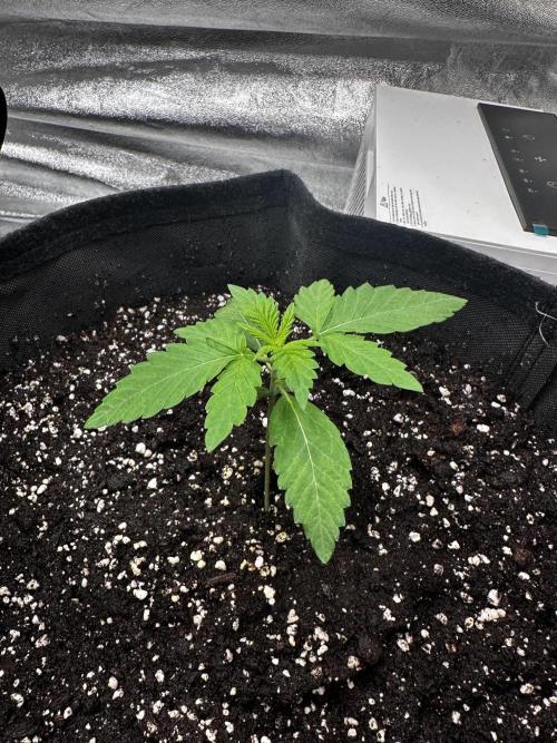 Papaya Sherbet. Week 2 - 28/06 day 9