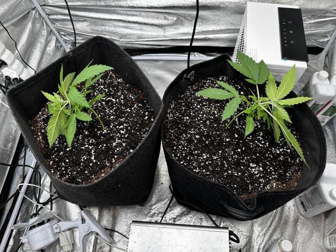 Papaya Sherbet. Week 3