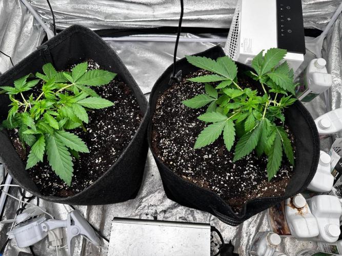 Papaya Sherbet. Week 3