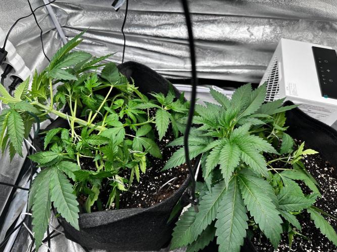 Papaya Sherbet. Week 4