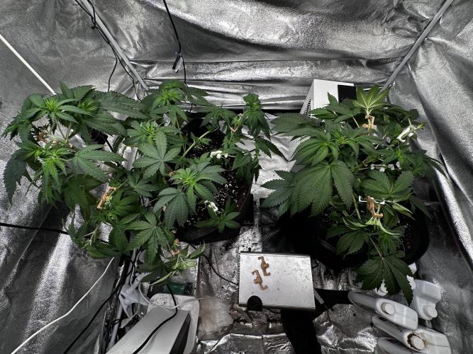 Papaya Sherbet. Week 6 - 27/07 day 38