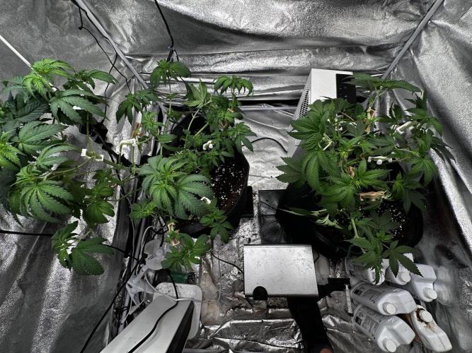 Papaya Sherbet. Week 6 - 31/07 day day 42
