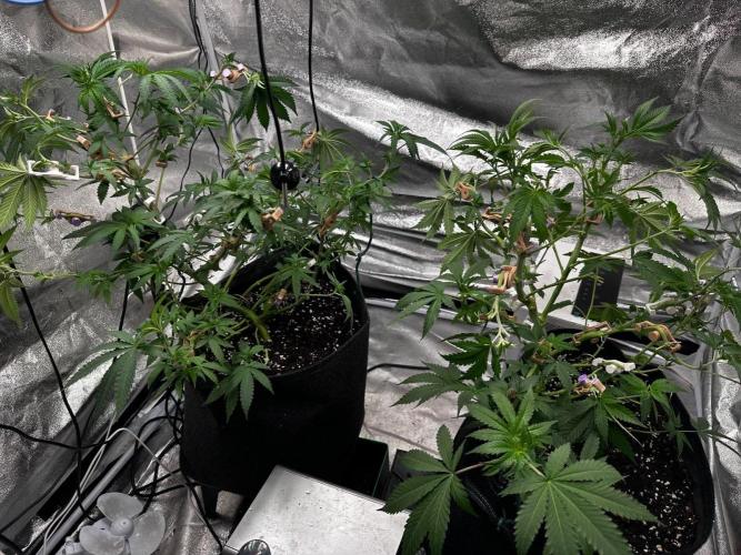 Papaya Sherbet. Week 8 - 10/08 day 51
