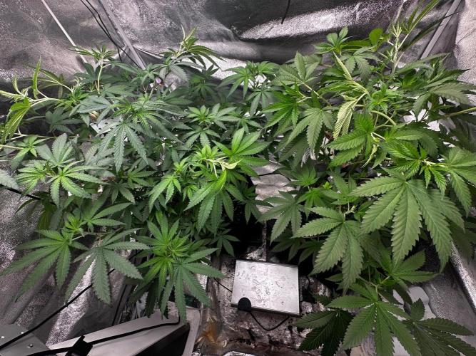 Papaya Sherbet. Week 9 - 16/08 day 57 f3