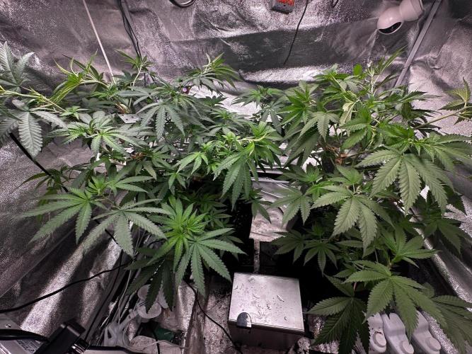 Papaya Sherbet. Week 9 - 16/08 day 56 f3