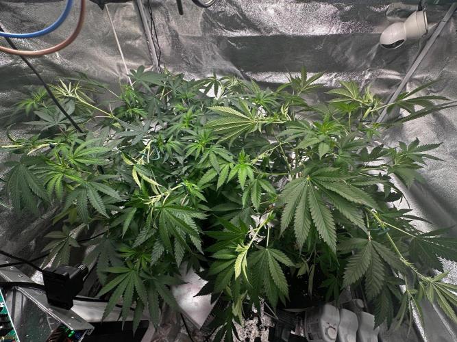 Papaya Sherbet. Week 10 - 21/08 day 62 f8