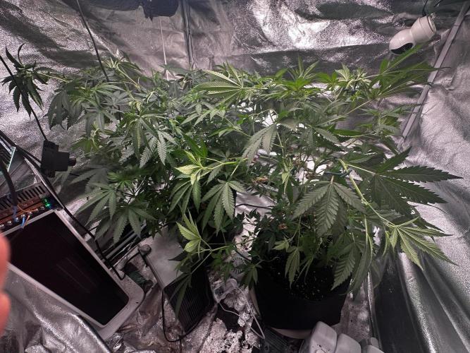 Papaya Sherbet. Week 10 - 21/08 day 62 f8