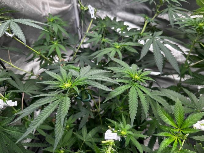 Papaya Sherbet. Week 10 - 25/08 day 65 f 11