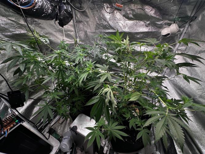Papaya Sherbet. Week 10 - 25/08 day 65 f 11