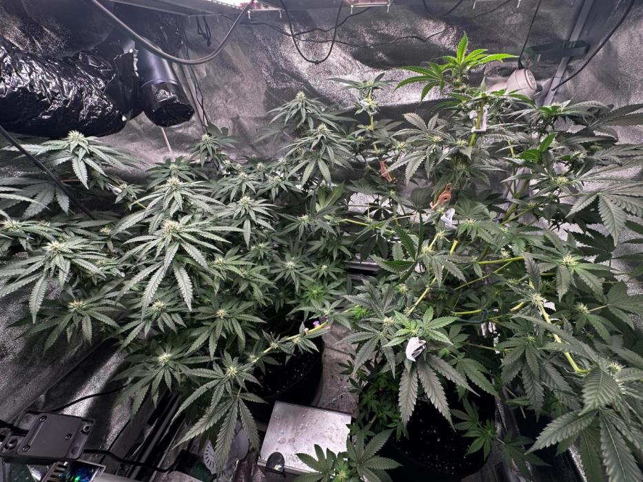 Papaya Sherbet. Week 12 - 28/08 day 78 F24