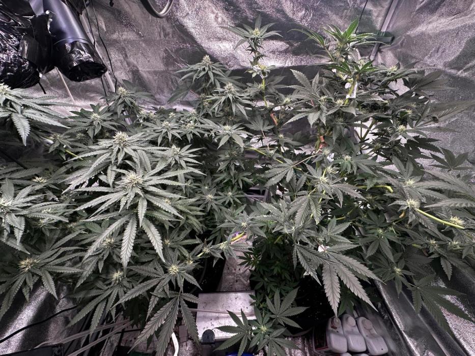 Papaya Sherbet. Week 13 - 12/09 day 84 F30