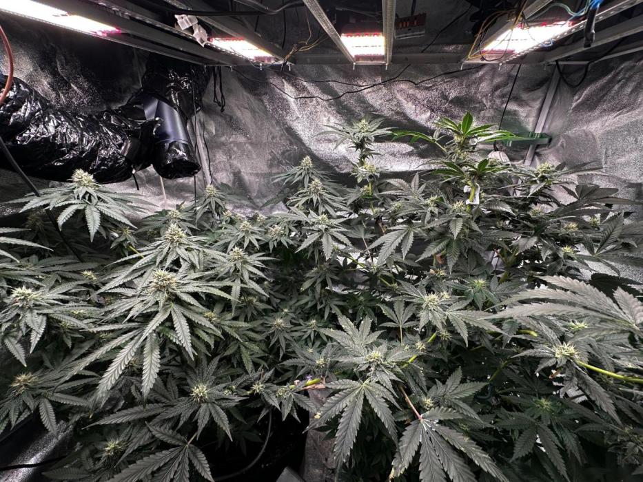 Papaya Sherbet. Week 14 - 19/09 day 91 F 37
