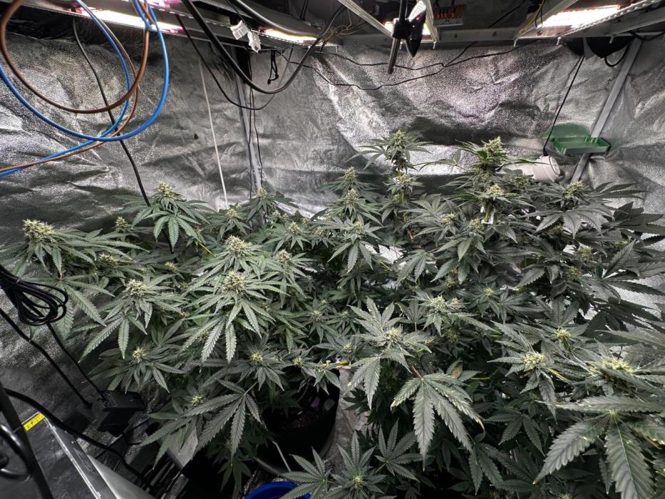 Papaya Sherbet. Week 15 - 26/09 day 98 F 44