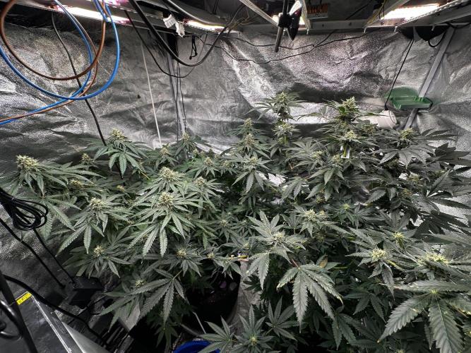 Papaya Sherbet. Week 15