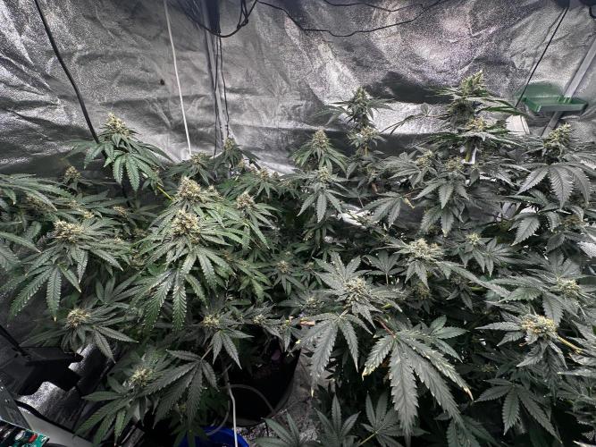 Papaya Sherbet. Week 16 - 03/10 day 105 F 51