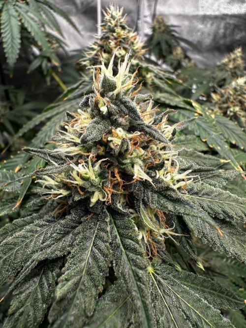 Papaya Sherbet. Week 16 - 03/10 day 105 F 51