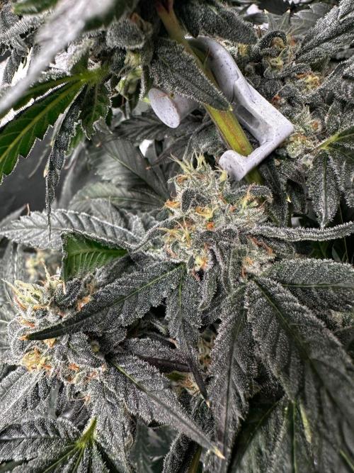 Papaya Sherbet. Week 16 - 03/10 day 105 F 51