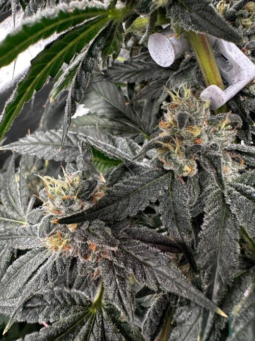 Papaya Sherbet. Week 16 - 03/10 day 105 F 51