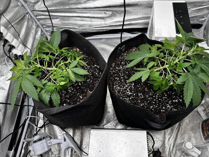 Papaya Sherbet. Week 4