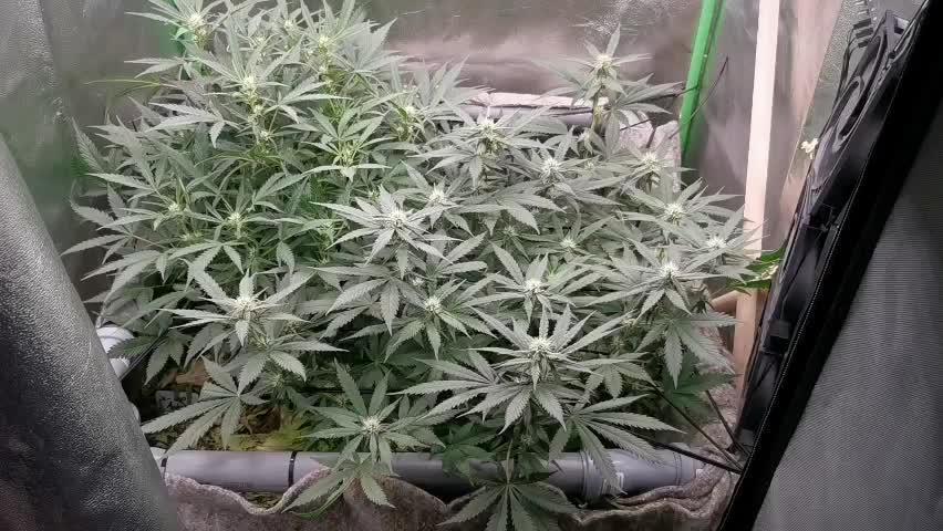 First time FastBuds indoor. Lemon Cherry cookies