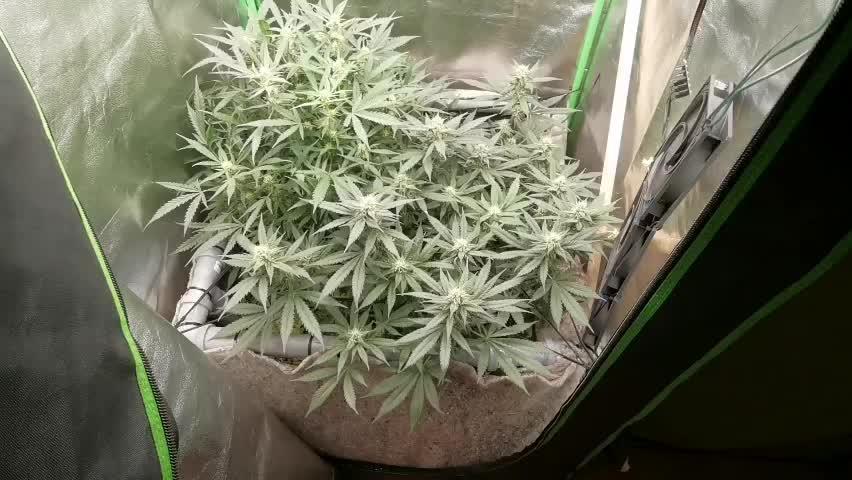 First time indoor automatics FastBuds - Z -UP