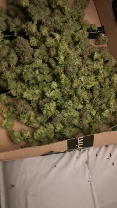 First time indoor automatics FastBuds - Z -UP