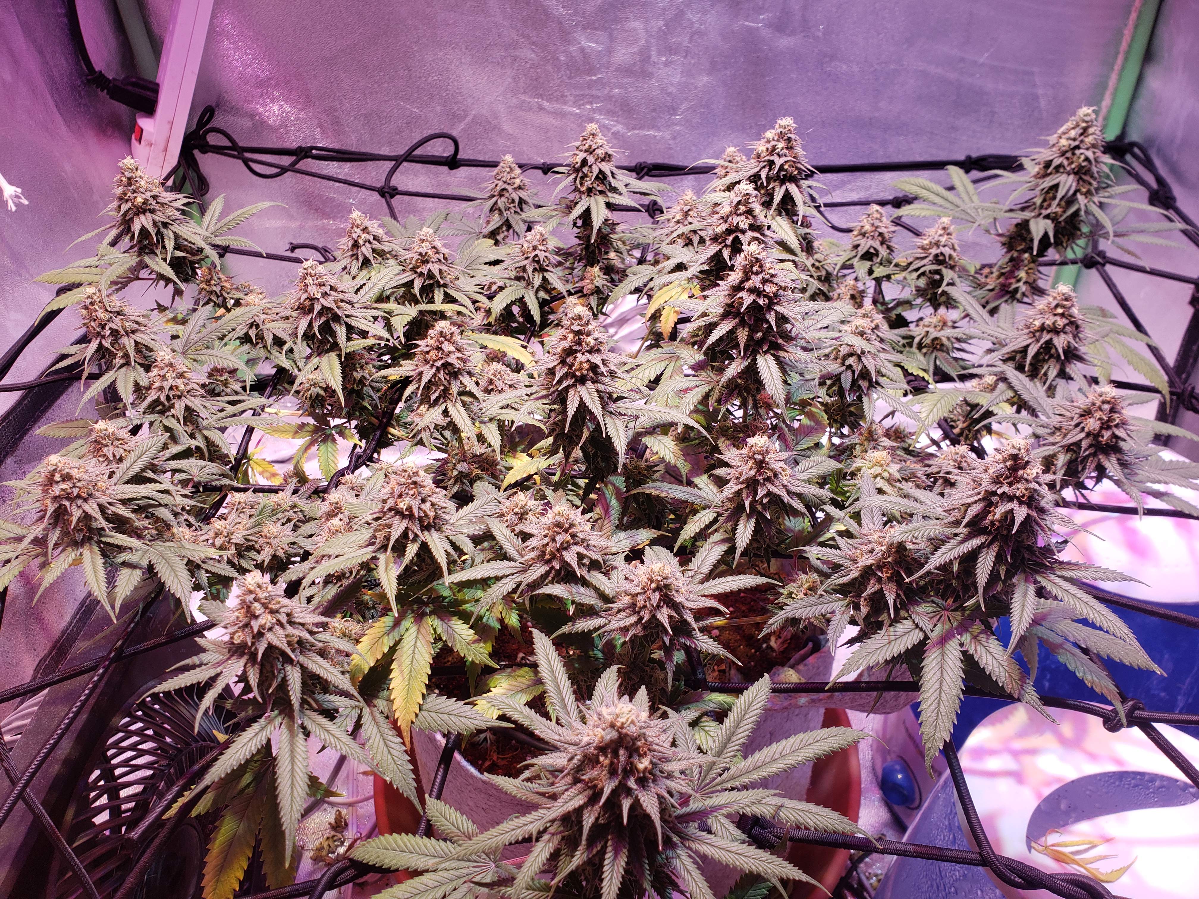 Seedsman Badazz OG Cheese 2 grow journal week15 by erinr8 GrowDiaries