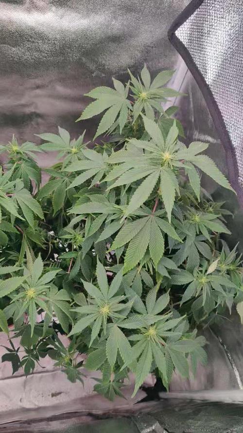 Arjans strawberry haze