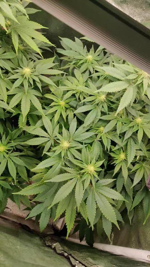 Arjans strawberry haze