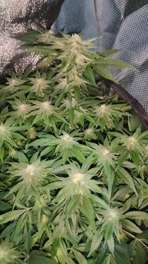 Arjans strawberry haze