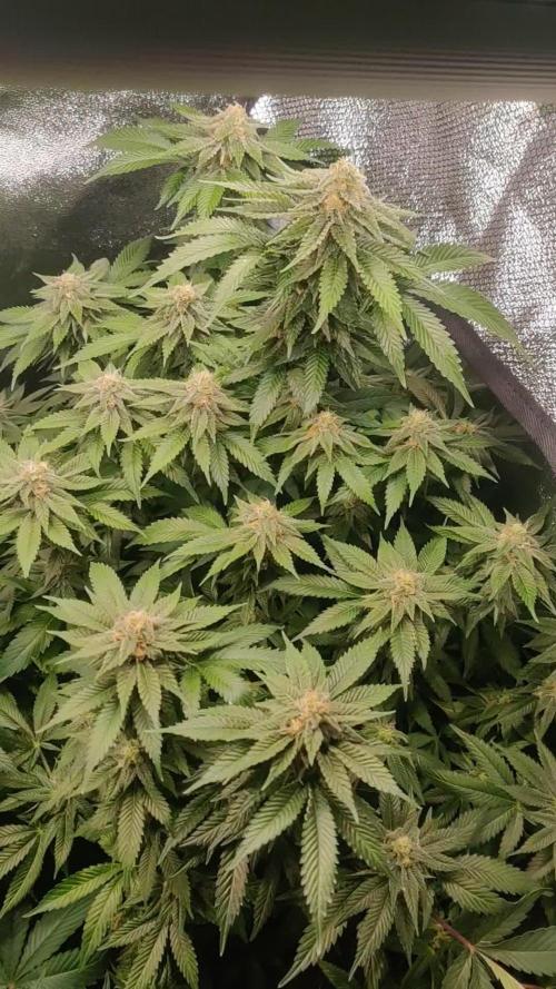 Arjans strawberry haze