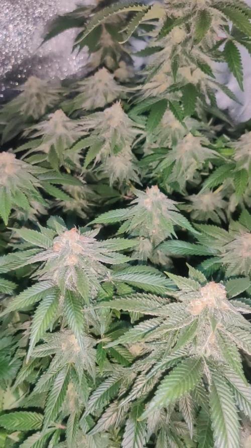 Arjans strawberry haze