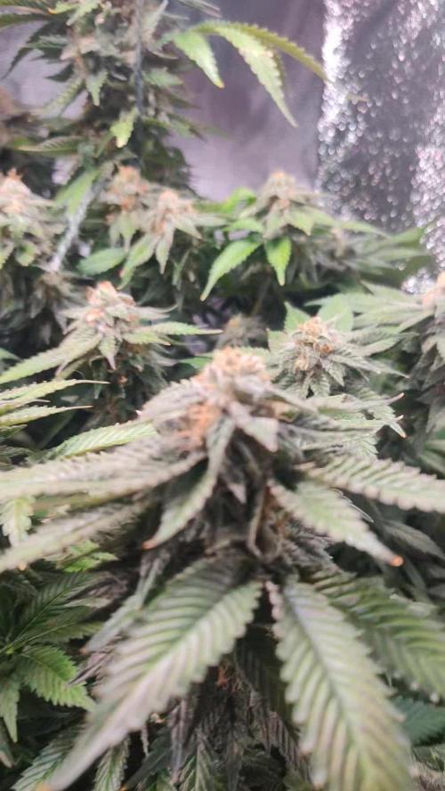 Arjans strawberry haze