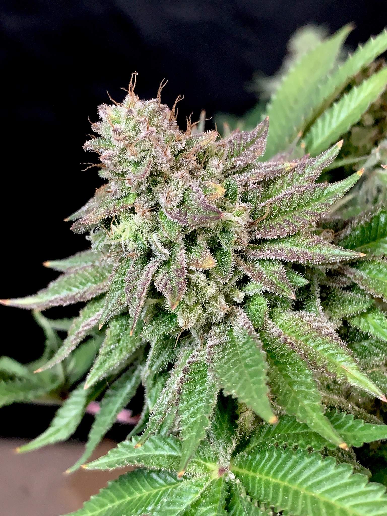 Wedding Cake 4 grow diary (journal) week15 by Stinkfox GrowDiaries
